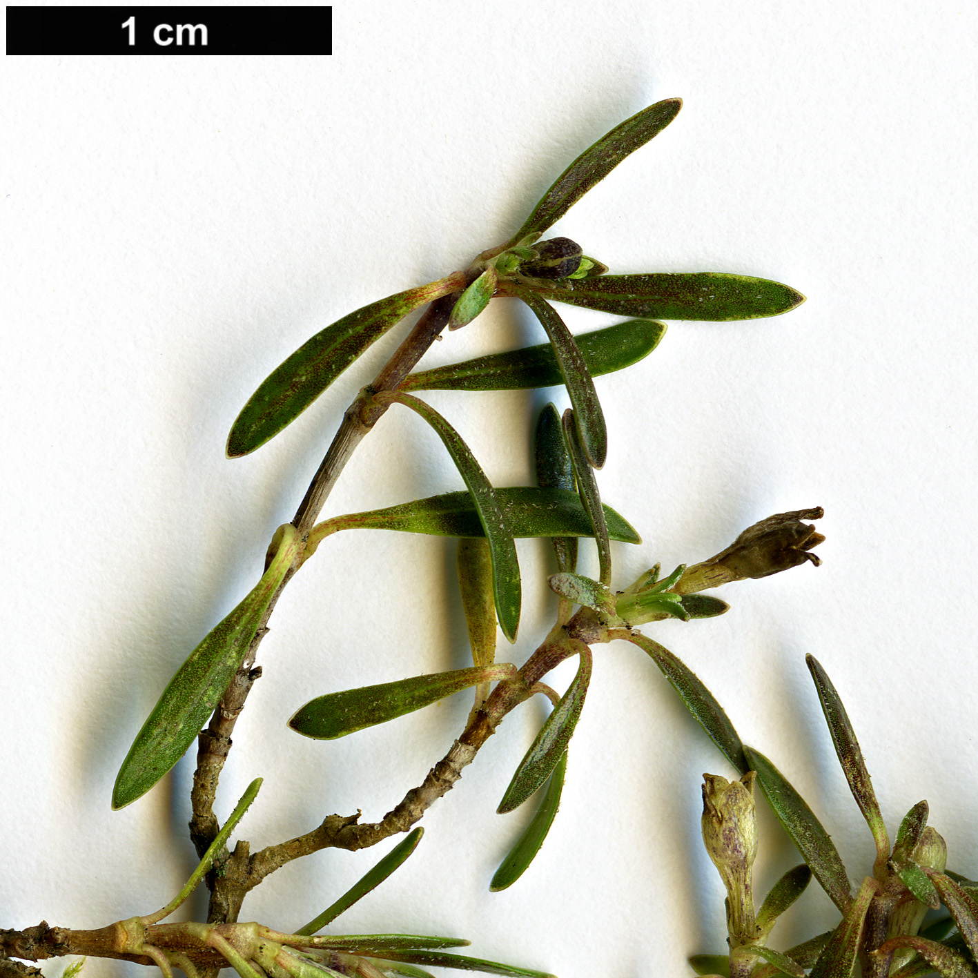 High resolution image: Family: Rubiaceae - Genus: Coprosma - Taxon: petriei